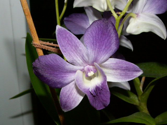 Dendrobium phalaenospis