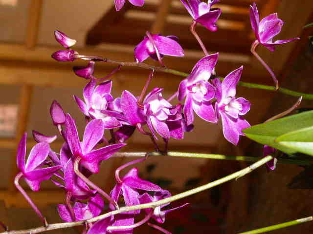 	 Dendrobium kingianum