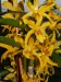 Dendrobium Stardust.jpg